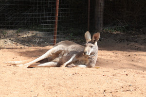 Perth Zoo, Australia September 2015